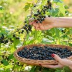 Почему смородина остаётся одной из любимых ягод садоводов